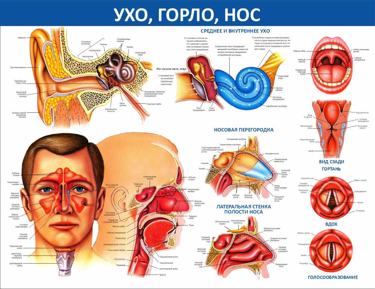 Ухо, горло, нос Старая Русса